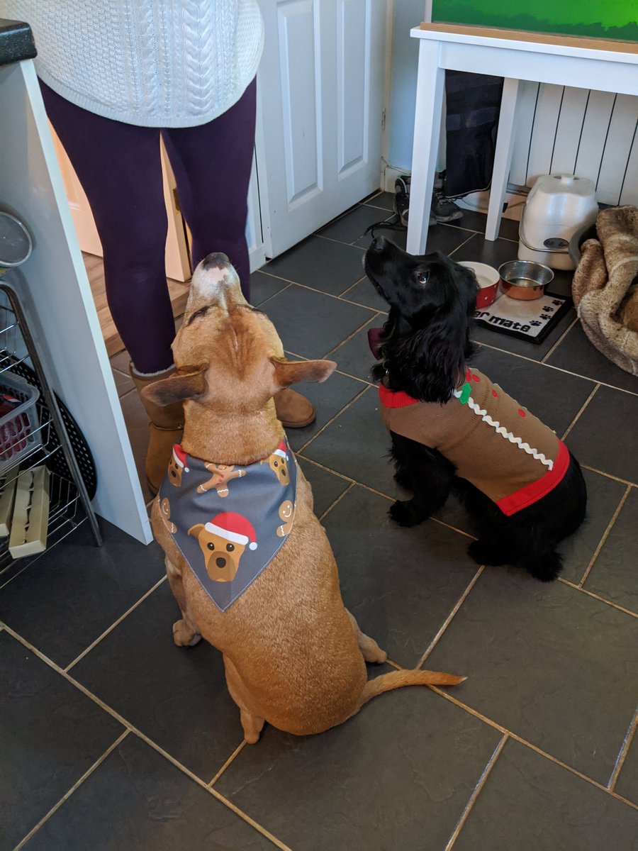 willow_woof's tweet photo. Boy next door came with his humans for a #ChristmasParty. The humans made us dress up. I don't mind mine but his would not suit me. #SoLastSeason. https://t.co/U7PUapDKM0