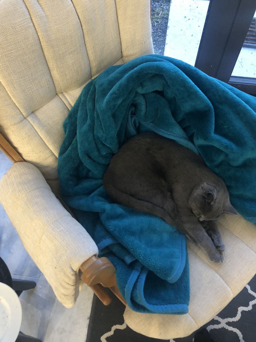 cardagh's tweet photo. The one chair I can get in and out of comfortably and have now been bullied out of it by a cat 🐈 🙄#pipercat #Caturday I can’t take myself to move her... https://t.co/gLm33RJFYm