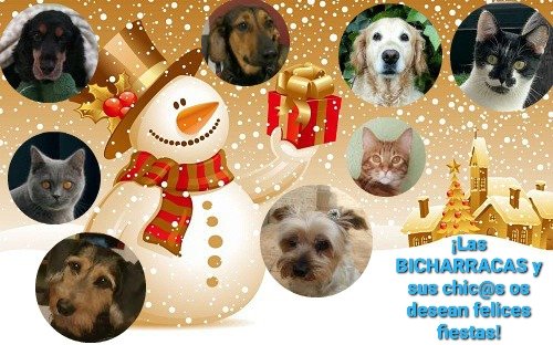 Clínica Veterinaria Bicharracos (@cvbicharracos) on Twitter photo 