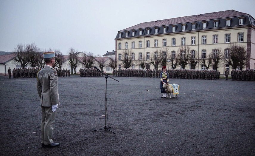 1er_Tirailleurs's tweet photo. Vendredi dernier durant les couleurs régimentaires et en la présence de toutes les compagnies, Messaoud V a été promu au grade de caporal. #armee #mascotte #7bb @7e_brig_blindee https://t.co/vNF4ltTtNd