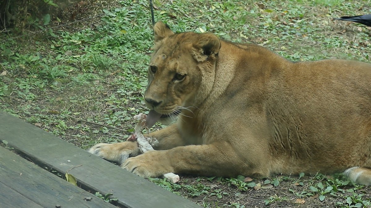 名無しのアデリーペンギン 動物 動物園 水族館紹介系vtuber Twitterren 投資はリスクを取ってメリット デメリットの管理をすることが大切 このカラスは小さなメリットのために大きなリスクを冒そうとする典型的な投資家の例です 到津の森公園