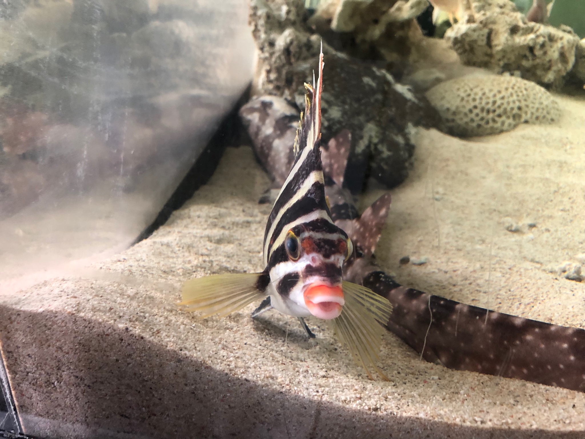 Sorari 3月 ミギマキ 1月にタカノハダイ ユウダチタカノハを飼育し 3月には日本産タカノハダイを埋めるこの子がやってきました 赤い唇が可愛いですよね笑 黄色と黒の模様が非常に素敵でした 剽軽な魚なので水族館等で見かけられた時は是非まじまじと Sorari 3月 ミギマキ 1月にタカノハダイ ユウダチタカノハを飼育し 3月には日本産タカノハダイを埋めるこの子がやってきました 赤い唇が可愛いですよね笑 黄色と黒の模様が非常に素敵でした 剽軽な魚なので水族館等で見かけられた時は是非まじまじと