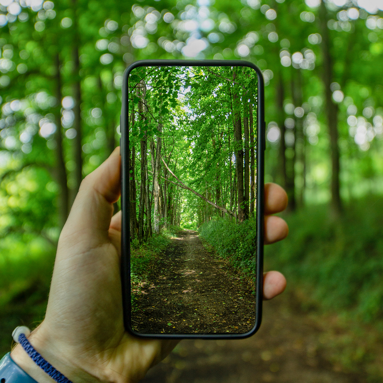 A person's hand holding a mobile phone being used to view a bright woodland track using the camera.  The image fills the entire phone screen.