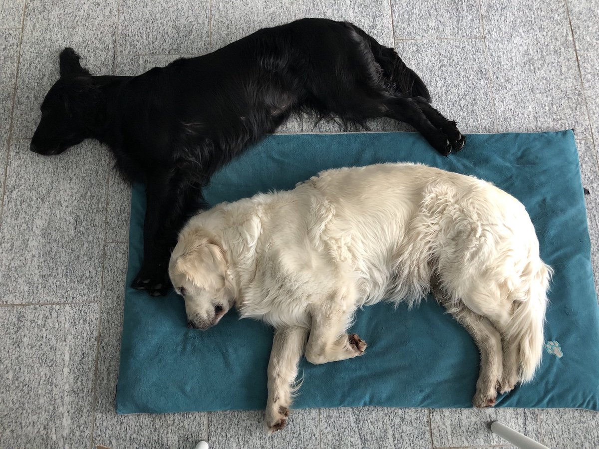 Nala_Sandia's tweet photo. Rainy sundays 🌧 https://t.co/T4LpUL1PfH