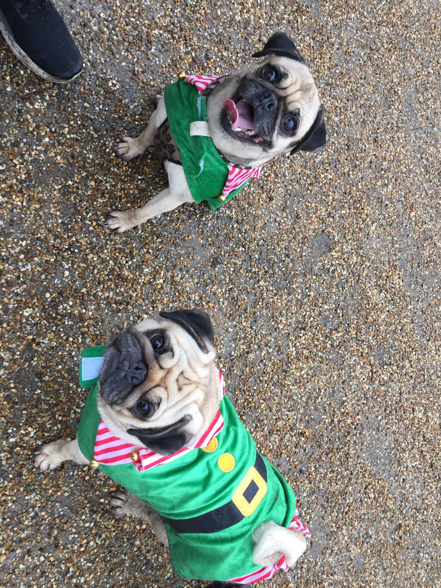 DennyHeather's tweet photo. Merry Pugmas everyone! @eatonparkfriend #pugmeetup #baghumpug #lovenorwich https://t.co/Aldt5hwK8R