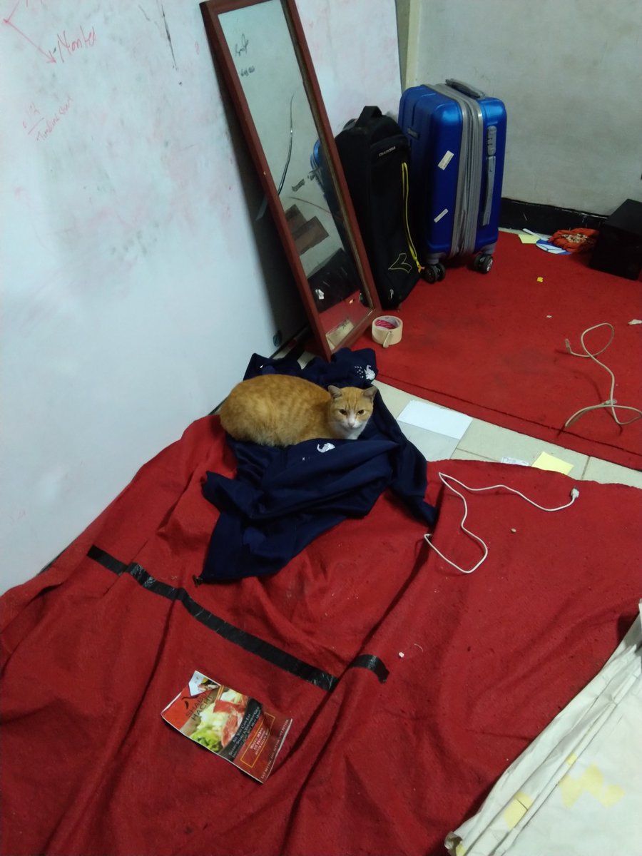 kucingitb's tweet photo. if i fits i sits https://t.co/y7V3DwrLvA