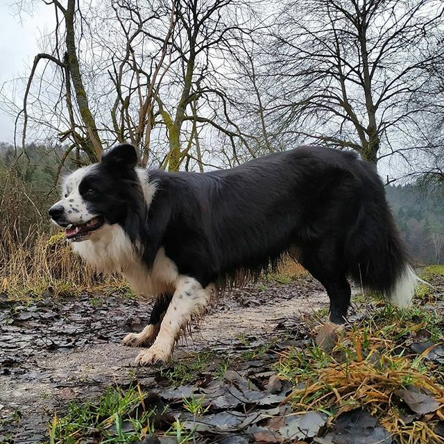 EverydayFinlay's tweet photo. #Finlay #bordercollie #collie #dogs #Hund #dogstagram #dogsofinstagram #dog #bordercolliesofinstagram #borderfame #AllmaechdRainer #dogsoftwitter https://t.co/Cey66WE4nL https://t.co/Gy29BI7ACX