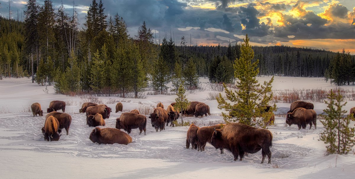 livefuntravel's tweet photo. We love winter in Yellowstone. The park completely transforms and no crowds, incredible thermal features, and magnificent wildlife. #yellowstone #WinterinYellowstone @LiveFunTravel1 https://t.co/CkXAbC0224