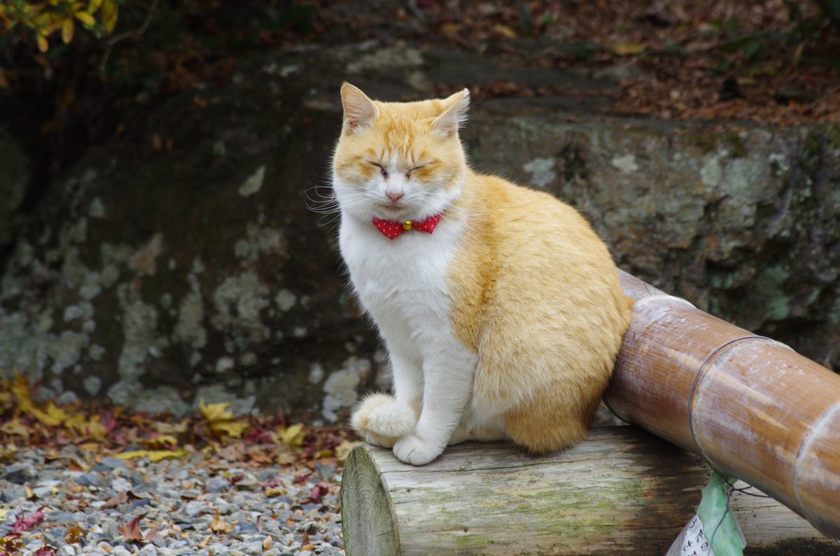 ট ইট র ふみ 栃木県佐野市の唐沢山神社に住んでいる猫たち 約30匹以上いるそうで たくさんの猫と出会いました 神社と猫はよく似合う風景です 栃木県 佐野市 唐沢山神社 猫
