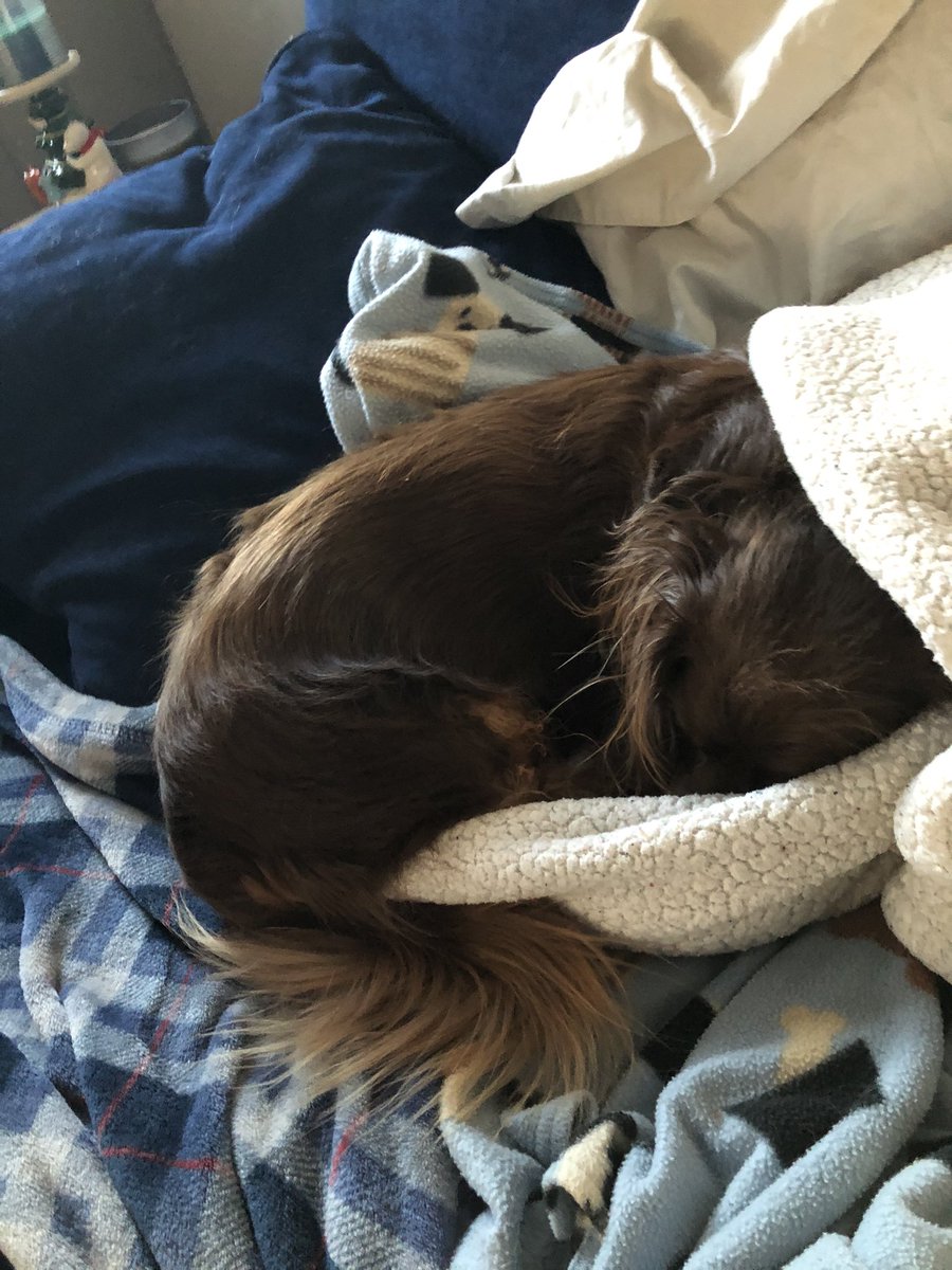 dexthedach's tweet photo. We has had a very rough morning. Woke up, had to potty in the cold. On the frozen grass, nonetheless! Ate breakfast, and took a couple minutes to find our comfy spots. Whew! Tough life. #doxies #dachshund #lazysunday #everydayislazy #dogs #DogsofTwittter https://t.co/DrriZkUQbJ
