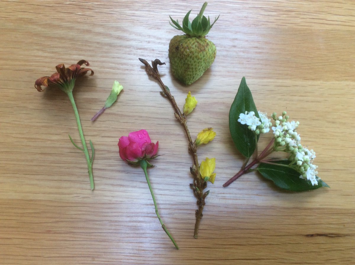 Now that <a href="/cardiffuni/">Cardiff University</a> has declared a climate emergency, I can declare that something very odd is happening in the garden. Just picked these in my Welsh garden. Roses and strawberries on December 22? Don’t believe the scientists ... believe your eyes. #ClimateChange