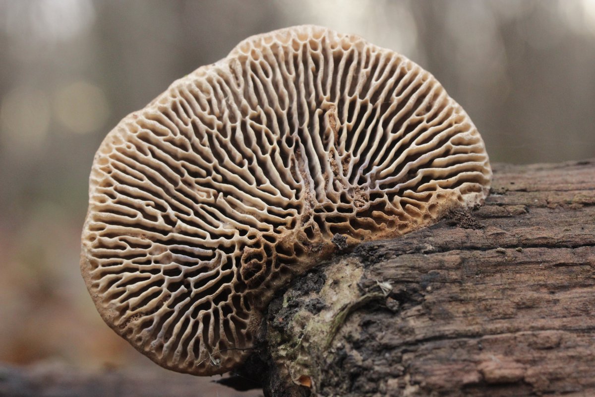 RPilze's tweet photo. Daedalea quercina
#Daedaleaquercina #Daedalea #Eichewirrling #oakmazegill #mazegillfungus #Dédaléeduchêne #Polyporeduchêne #mushroom #mushrooms #fungus #fungi #pilz #pilze #champignons #champignon #nature #natur https://t.co/0b3PPIrdMq