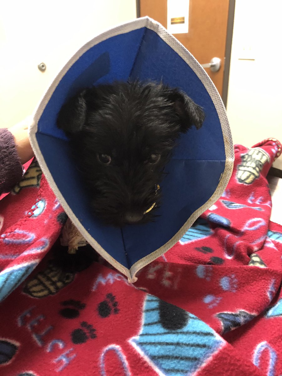 JennaL_MEd's tweet photo. I’ve been quiet on Twitter since our puppy, Jet, got sick on Thurs. He needed a very costly surgery &amp; is recovering at the vet’s. We have paid whatever is needed to get him the care he needs, but the bills are adding up. The link to our GoFundMe for more info is in the comments. https://t.co/EkcwIVH7al