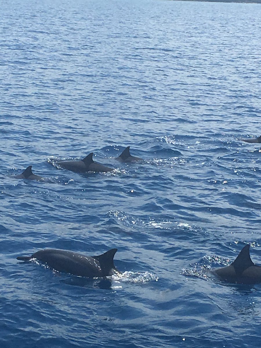 natdomah's tweet photo. Dolphin encounter in beautiful mauritius #mauritius #TamarinBay #LeBenitier https://t.co/wydrIUItDr