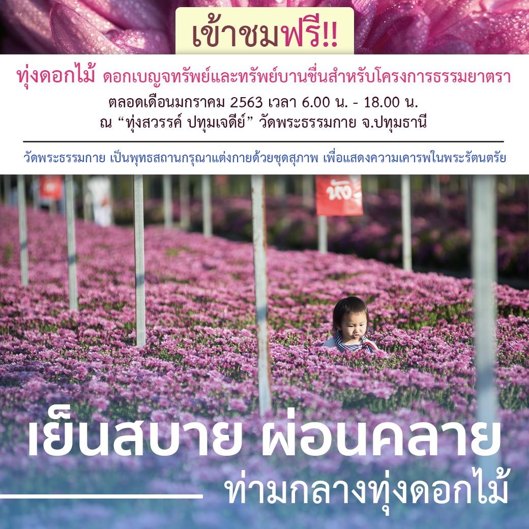 jaiyut24nor's tweet photo. 🌏ไม่ต้องไปไกลถึงเชียงใหม่ ก็มาชมทุ่งดอกไม้งามๆ ได้ที่ #วัดพระธรรมกาย ได้ฟรี..!!!

🌸เย็นสบาย ผ่อนคลาย
ท่ามกลางทุ่งดอกไม้
ดอกเบญจทรัพย์และดอกทรัพย์บานชื่น
สำหรับโครงการธรรมยาตรา

🌸ตลอดเดือนมกราคม 2563
เวลา 6.00 น. - 18.00 น.
ณ “ทุ่งสวรรค์ ปทุมเจดีย์”

📍https://t.co/tWg1KXzYZ1 https://t.co/rP7RNMwTB9