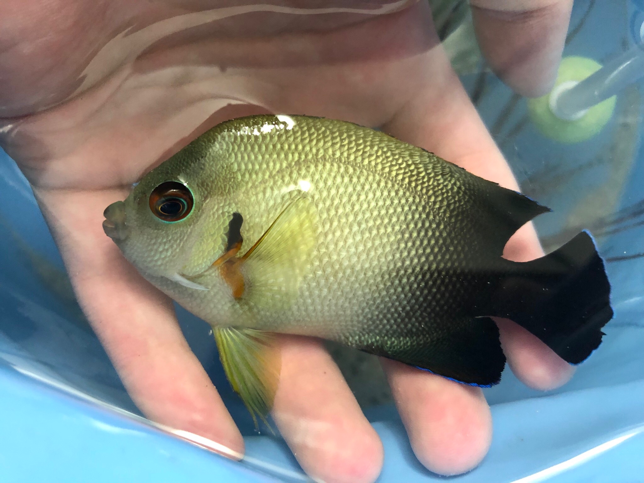 Sorari ナメラヤッコ 初小型ヤッコでした 30分程追いかけてやっとの思いでネットインした思い出の個体です T Co Vmj2awwnhk Twitter Sorari ナメラヤッコ 初小型ヤッコでした 30分程追いかけてやっとの思いでネットインした思い出の個体です T Co Vmj2awwnhk Twitter