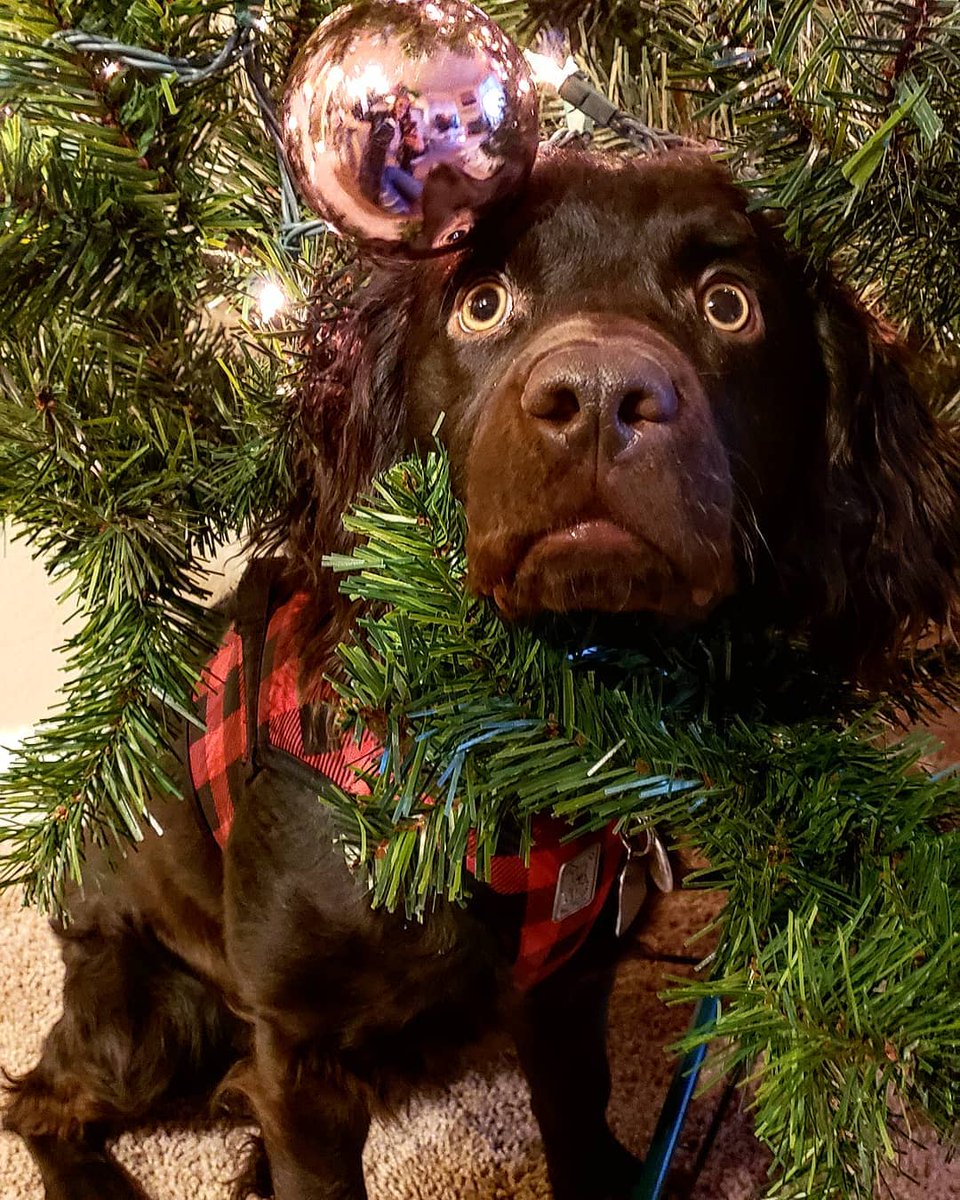 LBDTradingCo's tweet photo. Do you think this pouty face will get me more presents this year?

Caption and Camera by: @banjoetheboykin

#doglovers
#boykinsofinstagram
#littlebrowndog
#boykinspaniel https://t.co/Hux7ZTv5ur