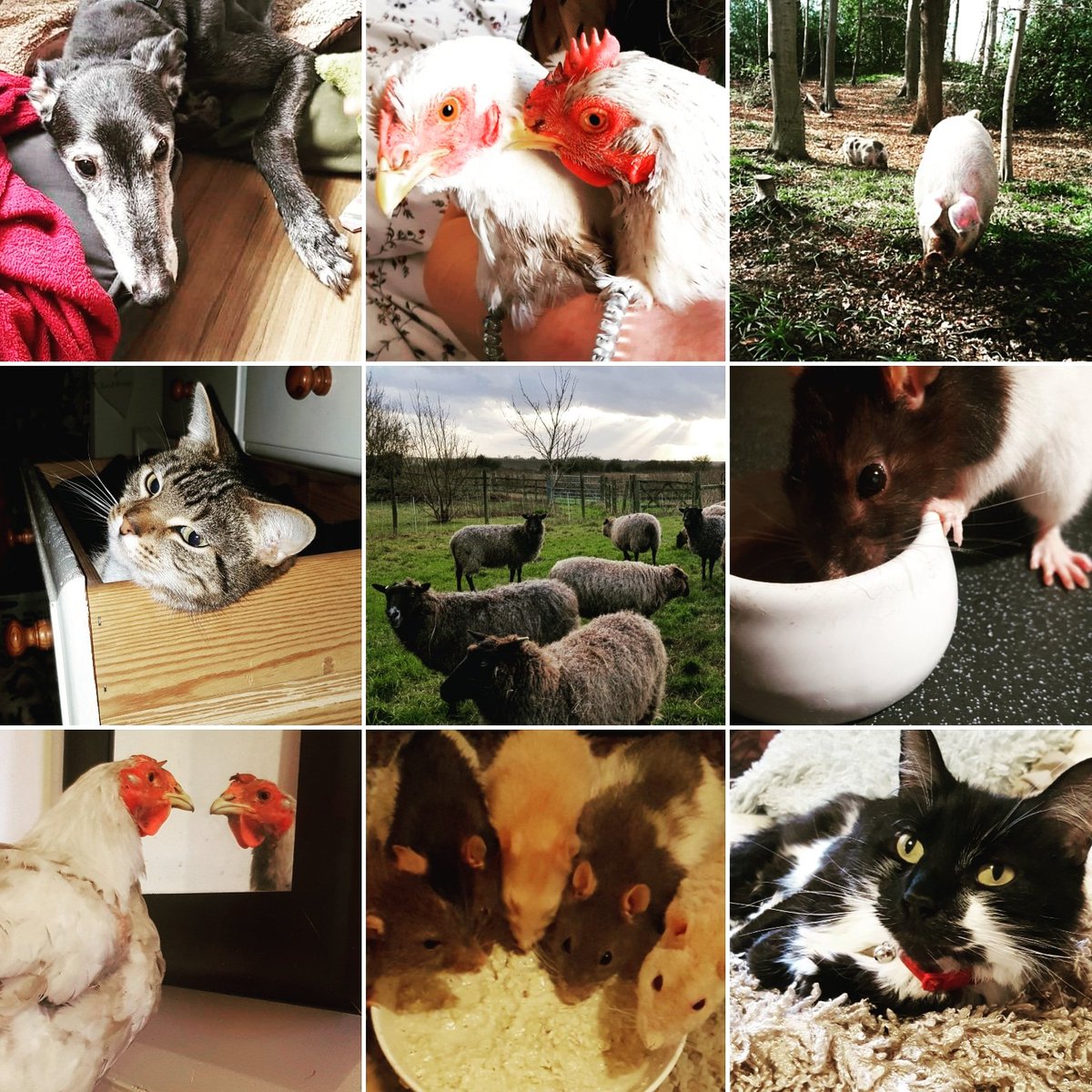 Lincolnshire Animal Save tweet media