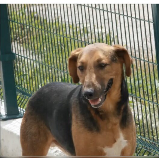 RSDR's tweet photo. RSDR ADVENT DOGS: DAY 22
Our 22nd #adventdog is the handsome Christian. He is a cheerful, kind, playful boy. Heโs very good with the other dogs.
Heโs not one of the bravest dogs so once adopted, he will need some time to adjust. Please visit our website https://t.co/UGx49bUoAH https://t.co/RuYIA5aOJC