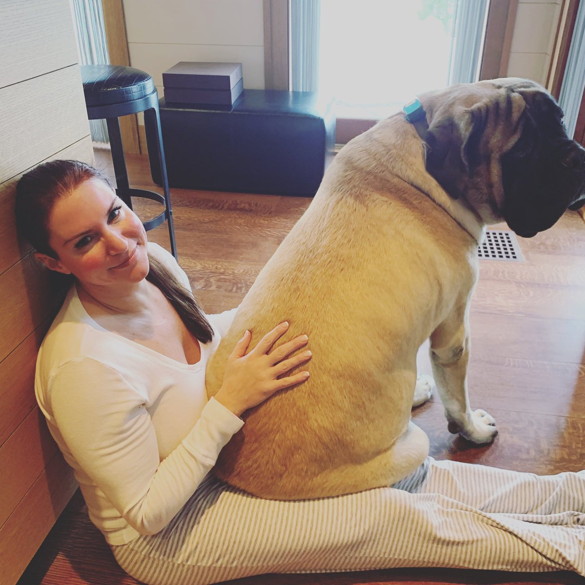 220 lbs of cuddles :))) #SundayMorning #ILoveMyMastiff! #Andre