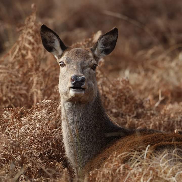 No my nose doesn't glow red !!
I'm a red deer not a reindeer 
#wildlifedreams
@KerryNewellArt @ChrisGPackham @Canon @LoveNature @lovelifechrisp @deersociety @naturekicks @Britnatureguide @wildlife_gifts @GMB @DailyMailUK @sun #wildlifephotography