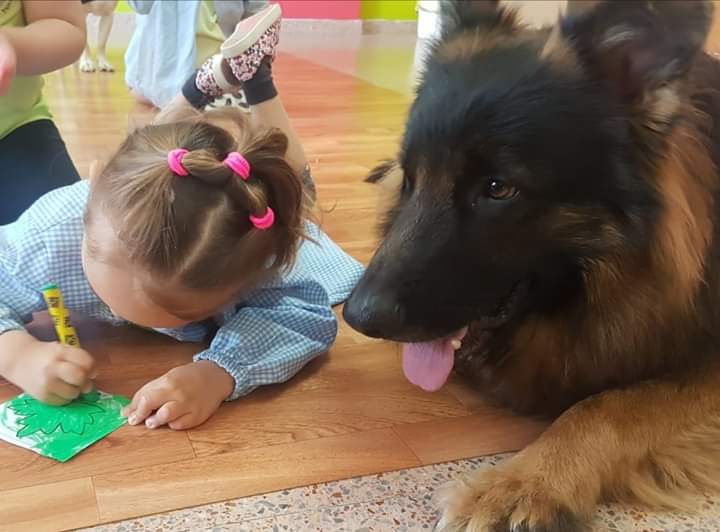 Humanymal's tweet image. Nuestro Hugo ha pasado mucho en su corta vida.Rescatado por la protectora Adopta y Sé feliz en Toledo de un criadero de PA,sólo había conocido el encierro.1 ángel caído del cielo.Fotos día de adopción y su presente como perro de terapia.#nocompresyadopta #AdoptaNoCompres #perros