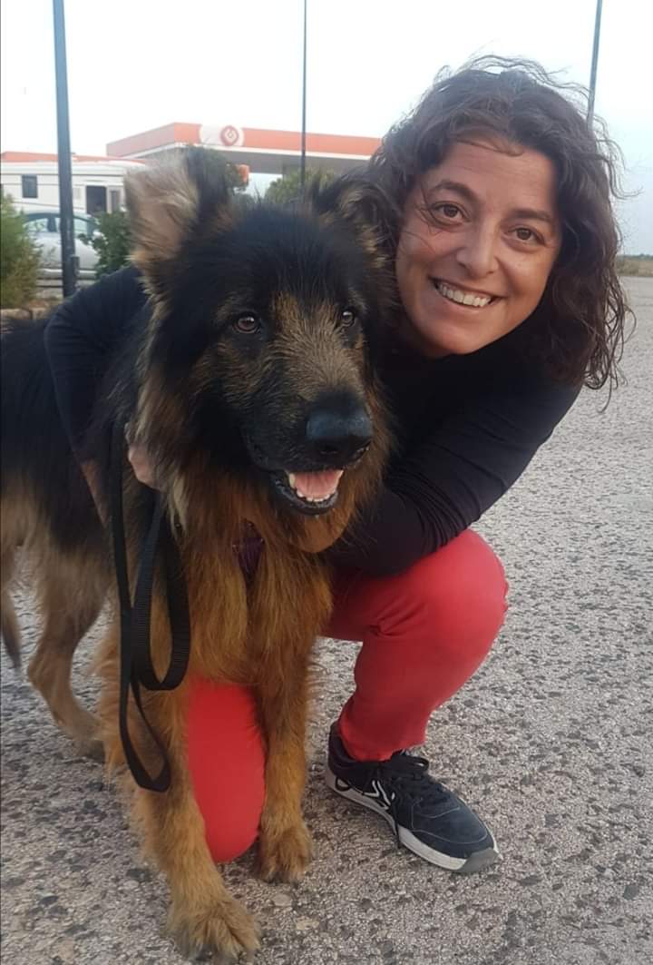 Humanymal's tweet image. Nuestro Hugo ha pasado mucho en su corta vida.Rescatado por la protectora Adopta y Sé feliz en Toledo de un criadero de PA,sólo había conocido el encierro.1 ángel caído del cielo.Fotos día de adopción y su presente como perro de terapia.#nocompresyadopta #AdoptaNoCompres #perros