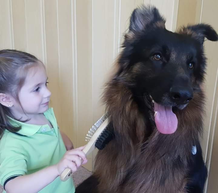 Humanymal's tweet image. Nuestro Hugo ha pasado mucho en su corta vida.Rescatado por la protectora Adopta y Sé feliz en Toledo de un criadero de PA,sólo había conocido el encierro.1 ángel caído del cielo.Fotos día de adopción y su presente como perro de terapia.#nocompresyadopta #AdoptaNoCompres #perros