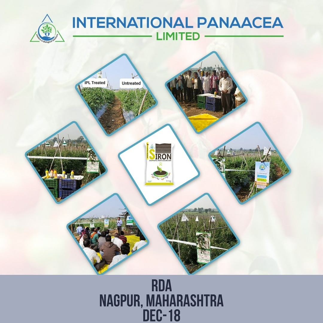 IPLBiologicals's tweet photo. Highlights from the #RDA successfully conducted at Pawad douna dist.#Nagpur #Maharashtra on Dec18. This activity was planned to exhibit the outstanding results for #tomatocrops.#organic #crops #iplbiologicals #agriculture #farming #farmers #biosolutions #agribusiness #agri #IPL https://t.co/0l9SmyfWDi