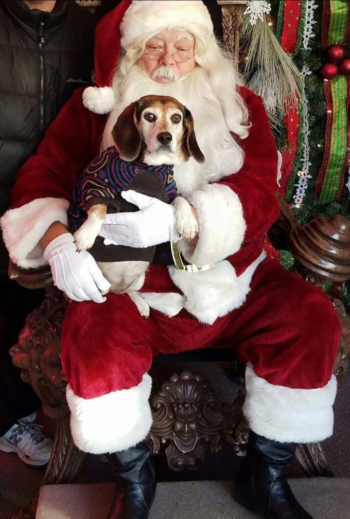 mrwizardmagic's tweet image. Merry Christmas from my dog Molly. She loves everyone.