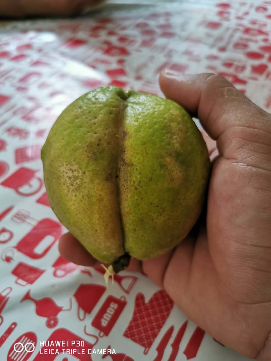 Lima xoxota pra quem nunca viu.