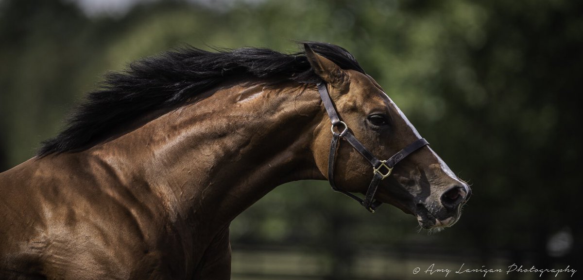 Rajasinghe5's tweet photo. #Rajasinghe, record-breaking, Royal Ascot super star two-year-old by Choisir, first foals arrive in 2020. He ticks all the boxes!!  #RoyalAscot  #firstfoals2020 #needforspeed #Newfor2019 https://t.co/bbhQ4VfegL