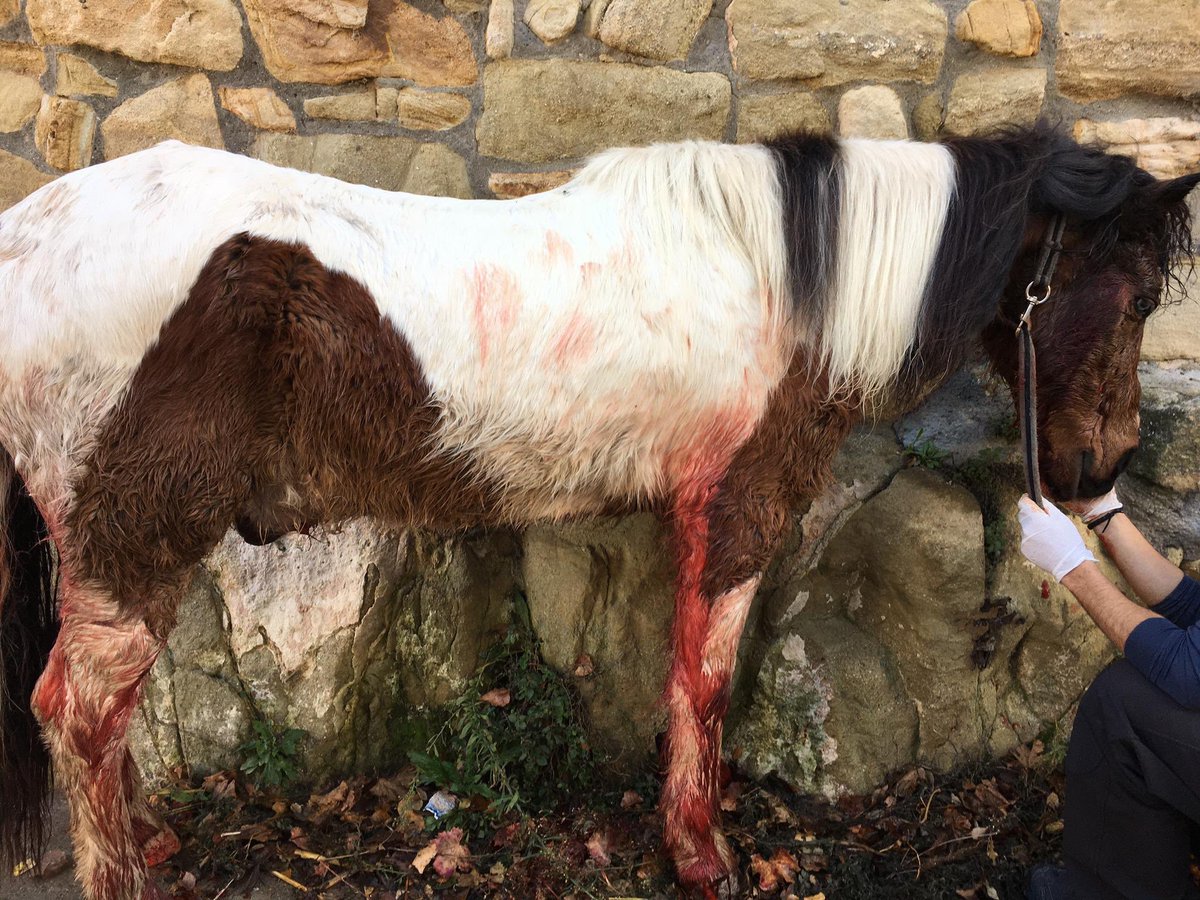⚠️ [IMÁGENES DURAS]

Así ha quedado un caballo en el Barrio Los Villanueva en Olba (Teruel).

Un ojo destrozado, la mandíbula rota, el recto desgarrado y heridas por todo el cuerpo, además del terrible daño psicológico. Es probable que no supere con vida esta noche. [HILO]
