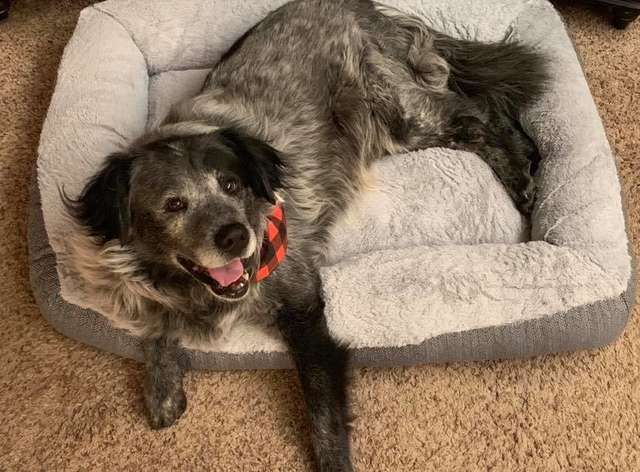 bigbarkerusa's tweet photo. Dog That Had Been Shot Can’t Stop Smiling When He Realizes He’s Been Rescued 😌💗https://t.co/AORZ2eXYIY https://t.co/rxZAVep2gm