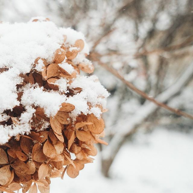 lissmitmir's tweet photo. I have always wanted a white Christmas. Never did happen where I lived, but I did make many great memories with snow. Photo taken in Stockholm earlier this year.
.
.
.
.
#snow #winter https://t.co/5DTZ9p73yQ https://t.co/GUcplnQKcD