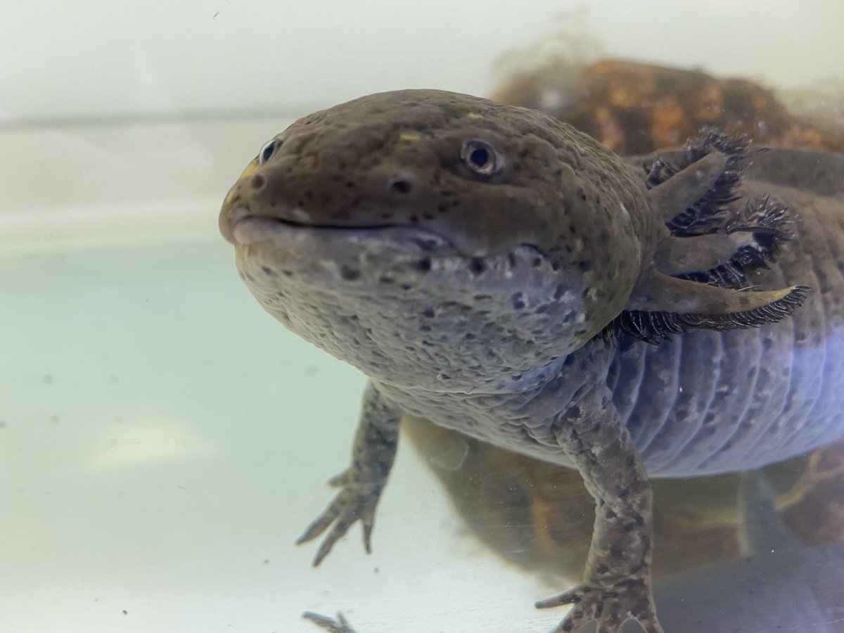 MillfieldBio's tweet photo. Axolotal eggs are still developing well, some very small tails appearing. @MillfieldSci @MillfieldPrep @Axolotl  @MillfieldSenior https://t.co/15VigSpLl3