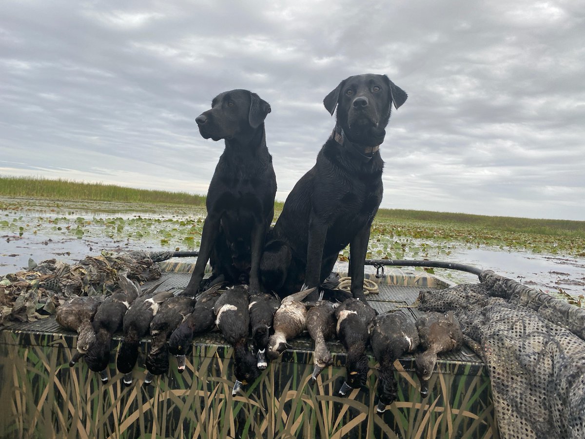 osceolaoutdoors's tweet photo. https://t.co/xRusGYF9KC Give us a shout to book a hunt!! Sykes and Pistol are always ready!! #OSCEOLAOUTDOORSGUIDES #nomadoutdoors https://t.co/ucujAxDnUx