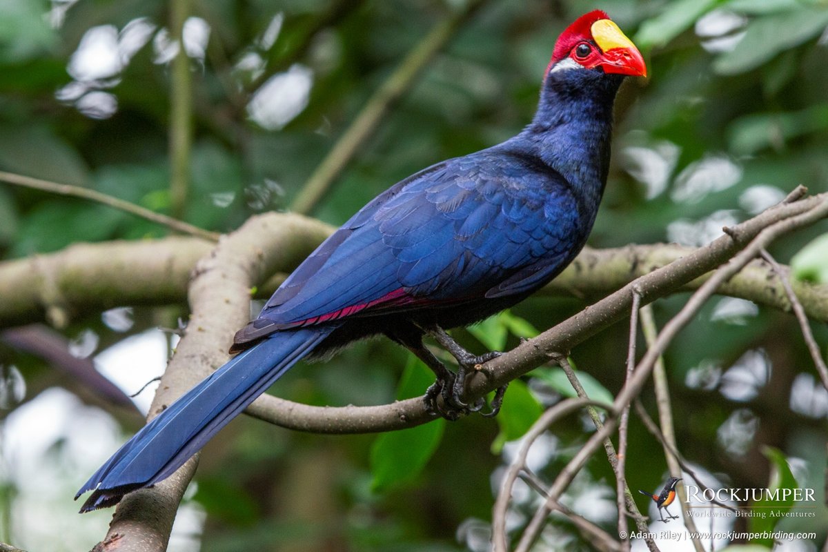 RockjumperTours's tweet image. Another image of the month for our end of 2019 countdown; May 2019 brought us the vibrant Violet Turaco!

Learn more and never miss an Image of the Month at: rockjumperbirding.com/press-room/ima…

Pictured: Violet Turaco by Adam Riley

@ZEISSBirding 

#RockjumperBirding #turaco #ZEISSBirding