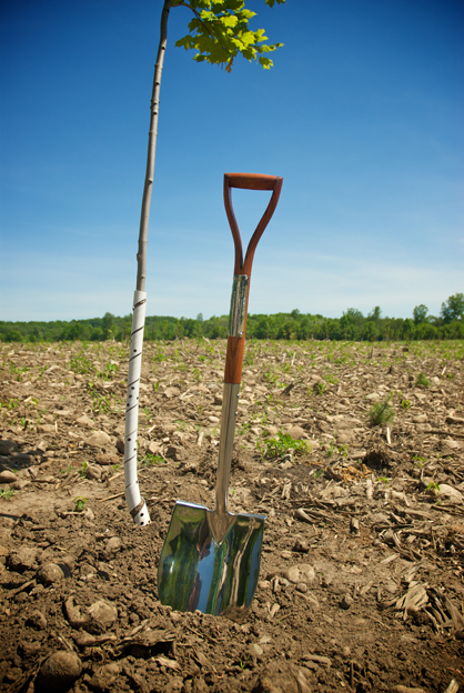 forestscanada's tweet photo. Interested in planting trees on your property, but don't fit the eligibility criteria for our #50MillionTreeProgram? Check out our Over the Counter program for subsidized seedlings that you can plant yourself! https://t.co/bqNh97tUJj https://t.co/mzfrTYFMaM