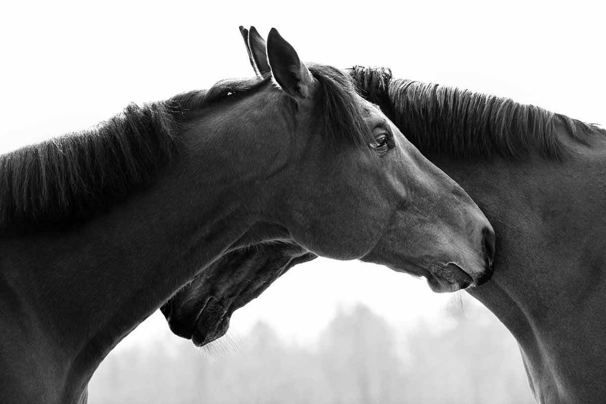 🎄🐎Gift certificates are always perfect horse lover gifts! - mailchi.mp/traceybuyce/wh…