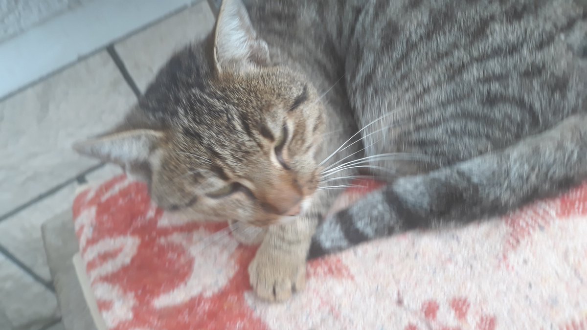 StankoTop's tweet image. Za svaki glas dajem 100 jaja i 1l brlje.