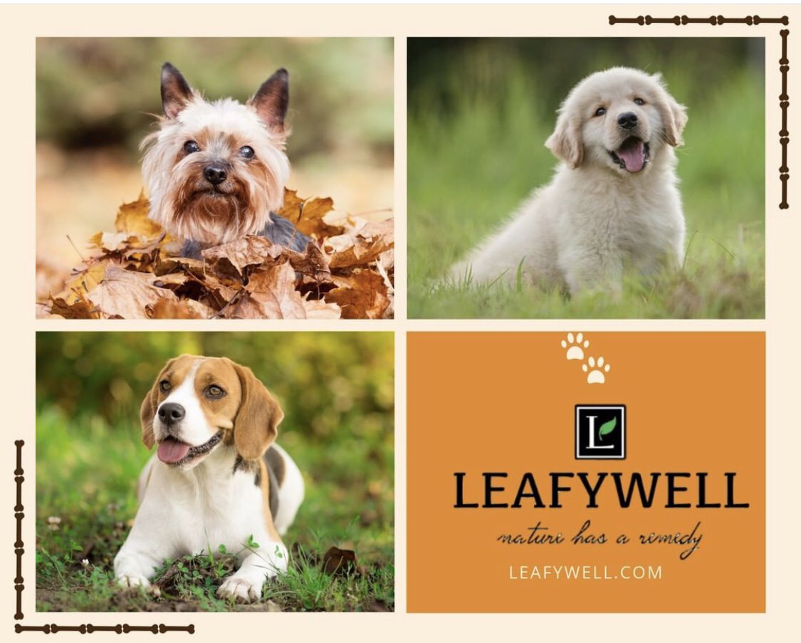 johnnyorescue's tweet photo. A happy dog is a playful@dog=Cbd treats, only 1 place, Join me with a 25% discount on me. John25 https://t.co/4xhmxVWlji #Leafywellpets #Leafywell #ad #sponsor #cbd #johnnyo #johnorlandini #naturalmedicine #helpingyourpets #shelterpets @leafywellpets @leafywellofficial https://t.co/ds6tl1rIbW