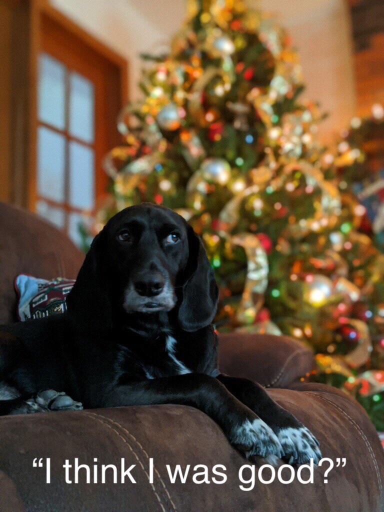sly2163's tweet photo. @weareunited Couldn’t resist sharing this.  Meet Snoopy.  Happy Holidays! https://t.co/jmnuJPyvBK