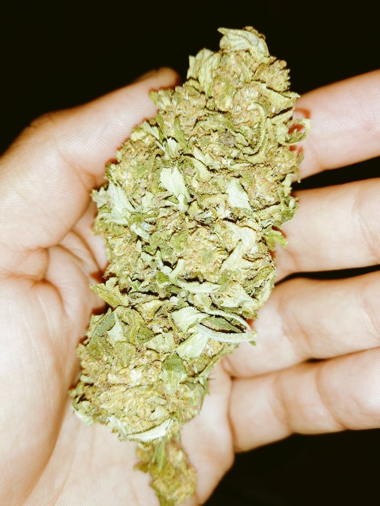 4Guana's tweet photo. Hoy me llegaron #hidroponica #mangokush #OGKush y #purplekush 🤯🌬️💨🔥 https://t.co/0muKbz8khM