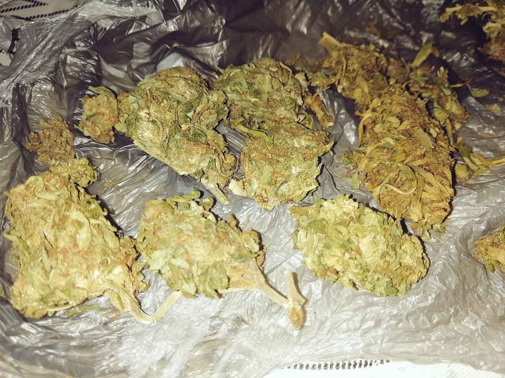 4Guana's tweet photo. Hoy me llegaron #hidroponica #mangokush #OGKush y #purplekush 🤯🌬️💨🔥 https://t.co/0muKbz8khM