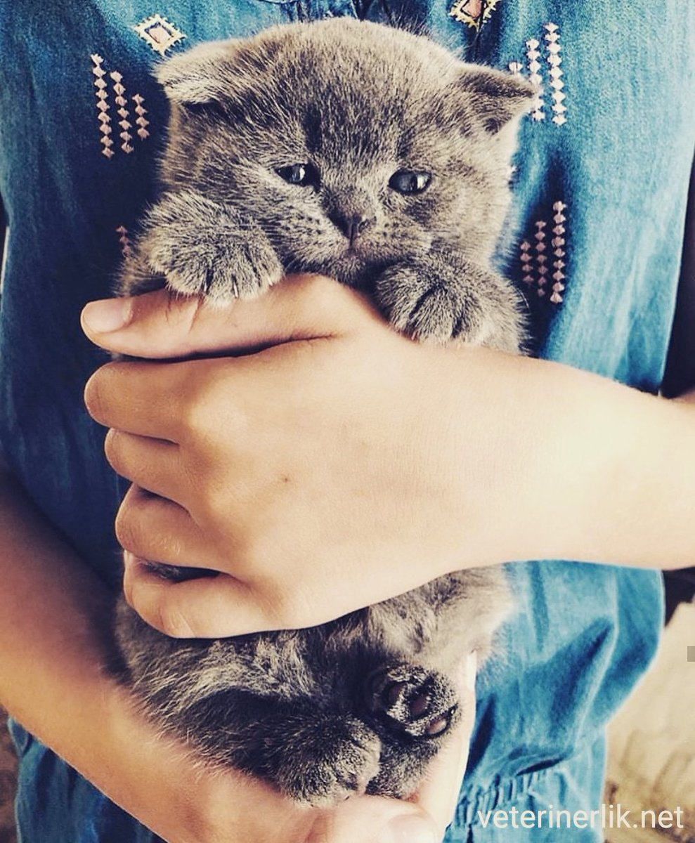 Bir kediden daha iyi bir dost bulunabilir mi? 

Dostlarınızla ilgili tüm sorularınızı alanında uzman veteriner hekimlerimize ücretsiz sormak için hemen üye olun.

veterinerlik.net

#cat #kedi #hayvan #animal #dost #veteriner  #veterinerliknet