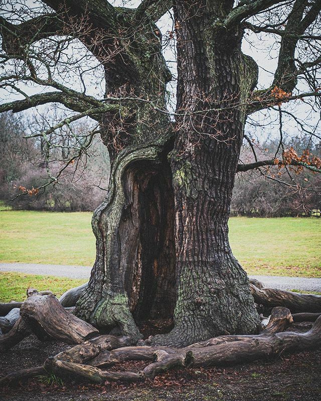waxident's tweet photo. Norra Djurgården
.
.
#stockholm #sweden #FujifilmNordic #fujifilmeu #myfujilove #fujixlovers #xh1 #1655mm #Fujifilmglobal #repostmyfujifilm #nature #tree https://t.co/P3qXCUgBji https://t.co/evpqXwviYT