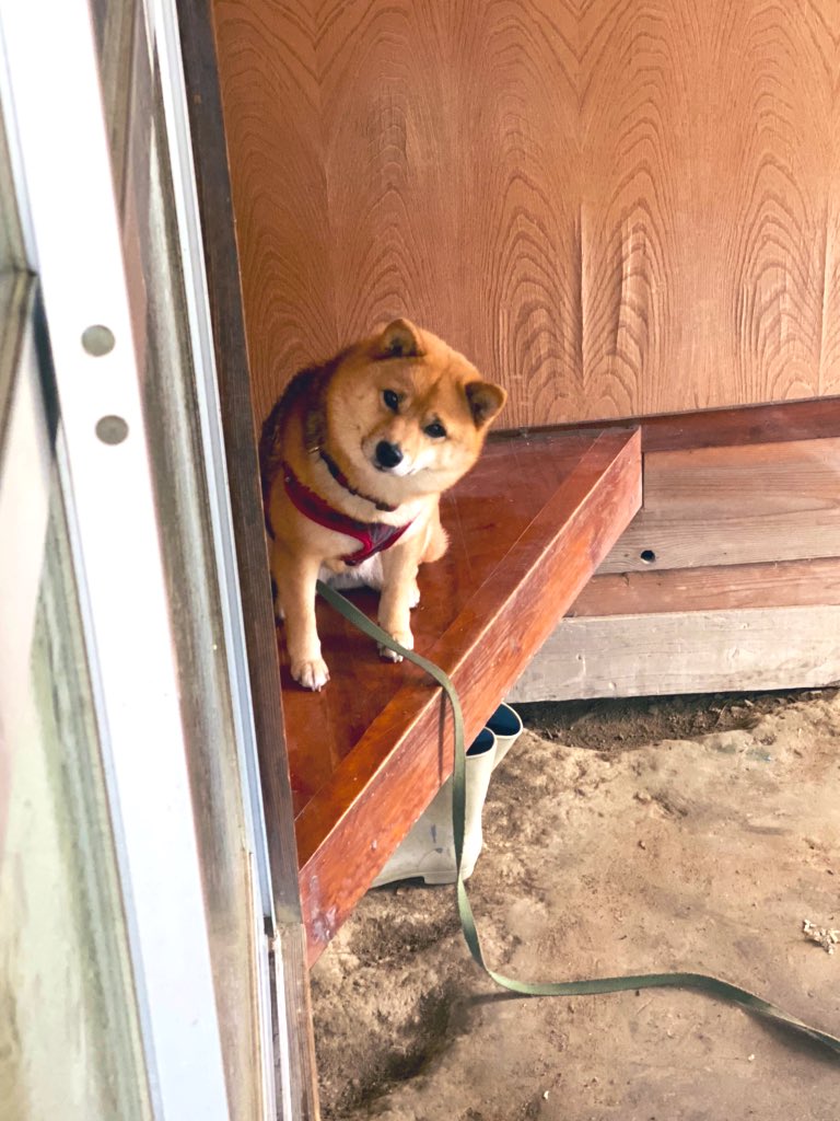 僕も仲間にいれてよ 餅つきに参加させてもらえなかった困り顔のわんこが可愛すぎる 話題の画像プラス