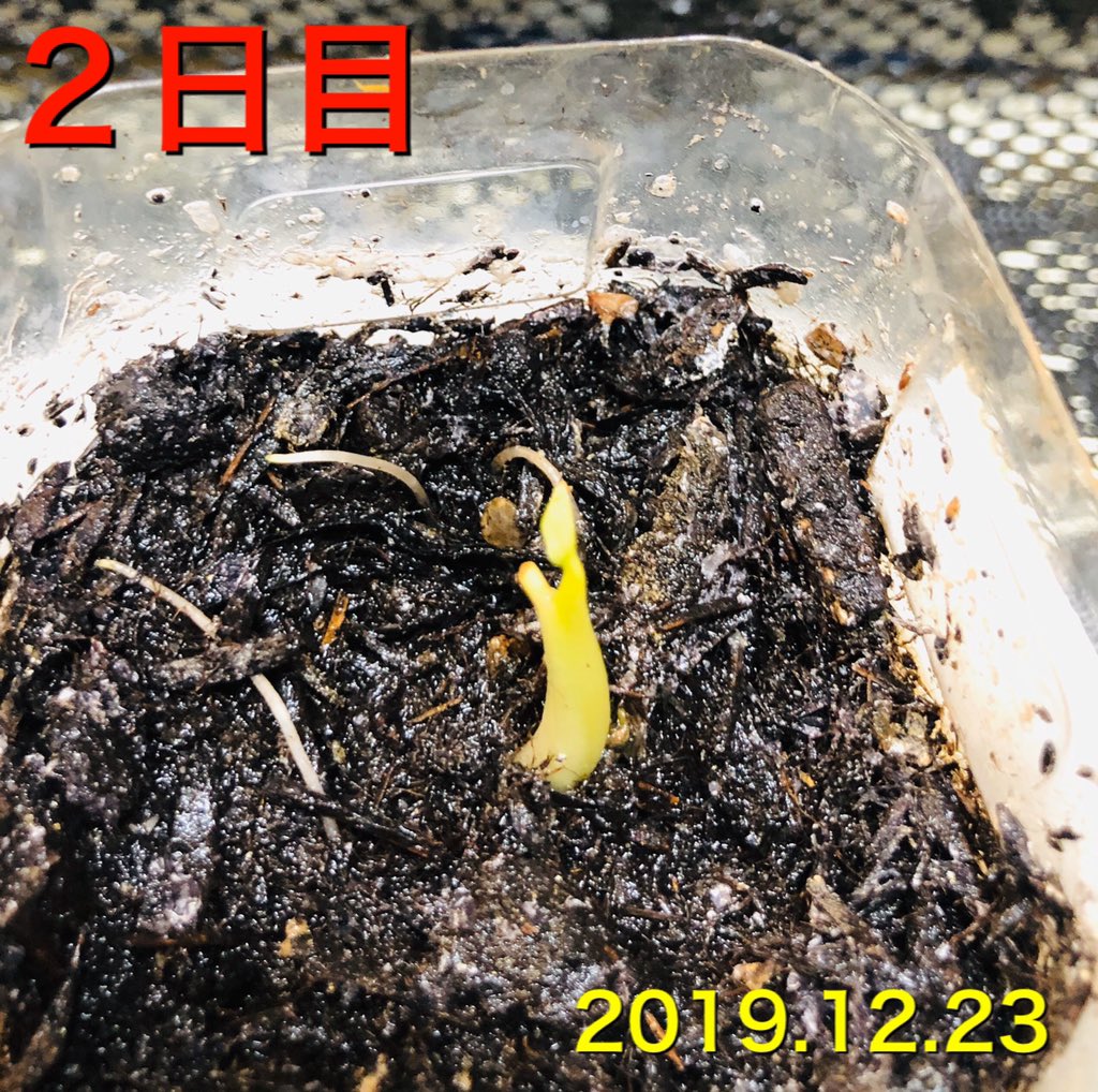 boss_asuka's tweet photo. アスカのファームラボ 3 2019.12.23
里芋４０日目。
先日飲み友の息子Ａが来て段ボールが少し潰れた。
土植え里芋２日目。
箱が潰れた時に１つ芽がもげたけどそれを植えました。
パイナップル２４日目。
葉っぱが枯れてきた😓
アボカド２２日目。
下の方はどうなっているのかな？ https://t.co/s9f6Mfc4Wi