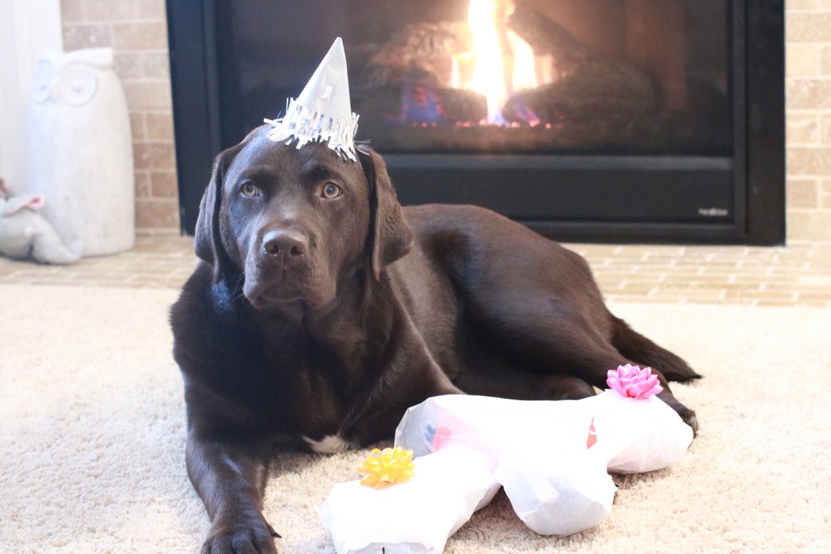 OurGeorgiaBelle's tweet photo. It’s my 1st birthday today! My people spoiled me all day with balloons, signs, and some new toys. I feel so loved! I am one lucky pup. 🐾💕🎉🎂
#GeorgiaBelle #puppylove #dogsarefamily #DogsofTwitter https://t.co/Luk48miIpL